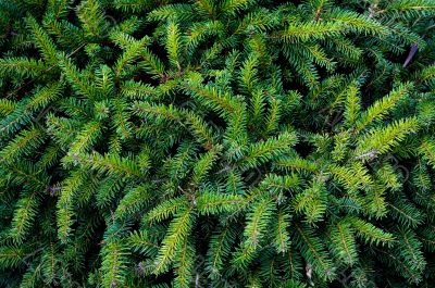 Green fir