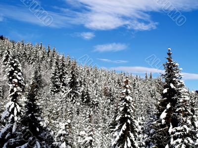 Snowy Trees