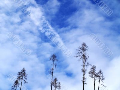 Trees with blue sky