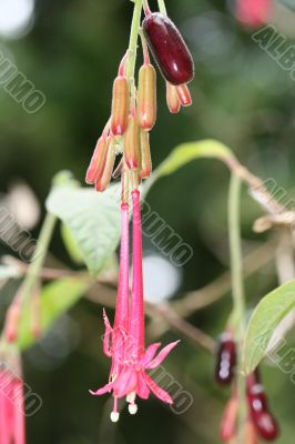 Beautiful red tropical flower