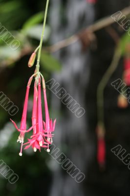 red tropical flower