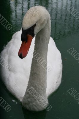 White svan