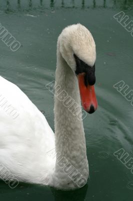 white swan