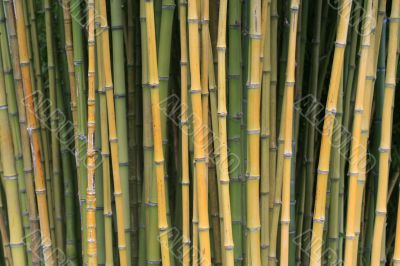 Bamboo Trees In A Japanese Garden