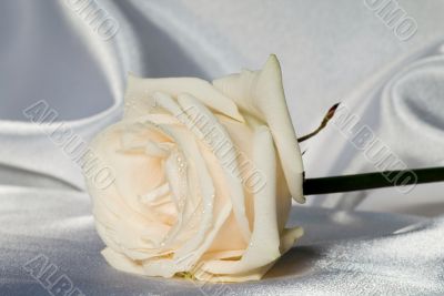 White rose