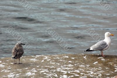 Brittany: Seagulls
