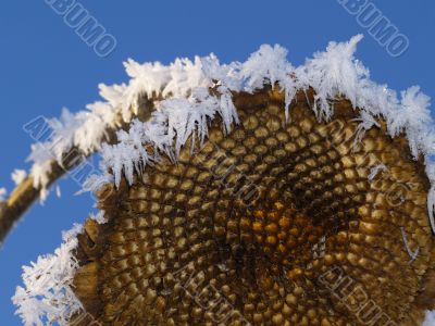 Frost