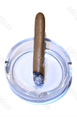 The greater cigar smoking.