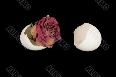 Rejuvinated Flower