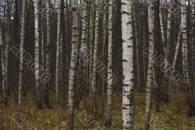 Evening Forest