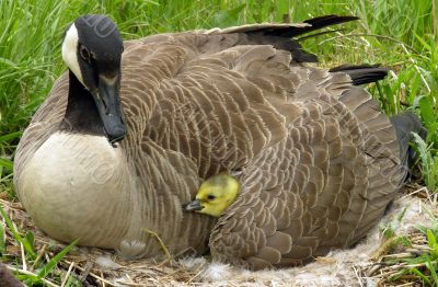 Canada Goose (Branta canadensis)