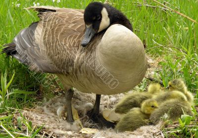 Canada Goose (Branta canadensis)