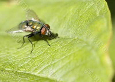Green Bottle Fly (Phaenicia sericata)