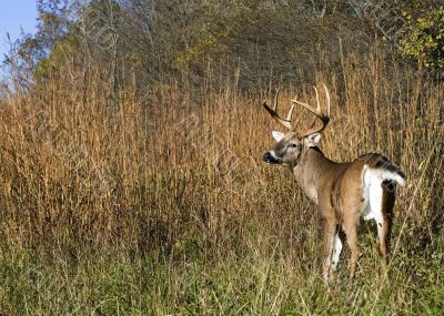 Buck Whitetail Deer (Odocoileus virginianus)