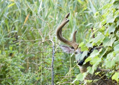 Buck Whitetail Deer (Odocoileus virginianus)