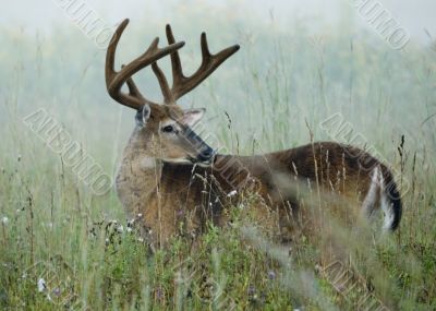 Buck Whitetail Deer (Odocoileus virginianus)