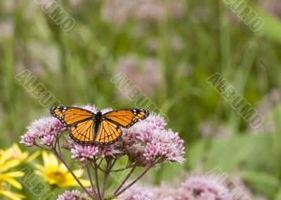 Viceroy Butterfly (Limenitis archippus)