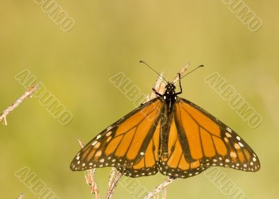 Viceroy Butterfly (Limenitis archippus)