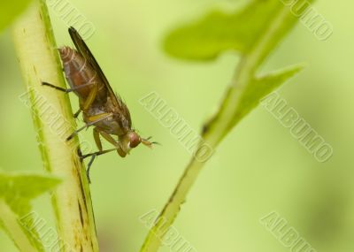 Marsh Fly (Tetanocera)