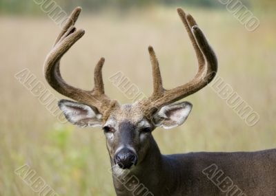 Buck Whitetail Deer (Odocoileus virginianus)