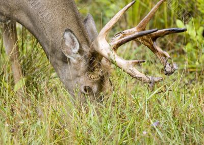 Buck Whitetail Deer (Odocoileus virginianus)