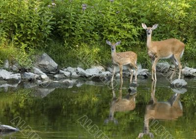 Whitetail Does (Odocoileus virginianus)