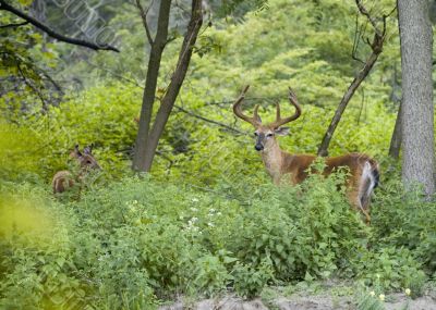 Buck Whitetail Deer (Odocoileus virginianus)