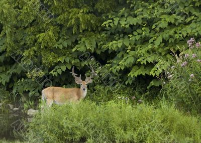 Buck Whitetail Deer (Odocoileus virginianus)