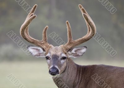 Whitetail Deer Buck (Odocoileus virginianus)