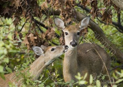 Whitetail Doe With Fawn (Odocoileus virginianus)