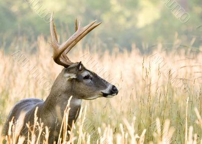 Buck Whitetail Deer (Odocoileus virginianus)