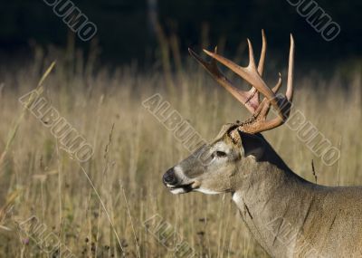 Buck Whitetail Deer (Odocoileus virginianus)