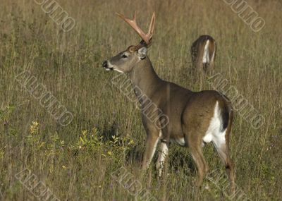 Buck Whitetail Deer (Odocoileus virginianus)