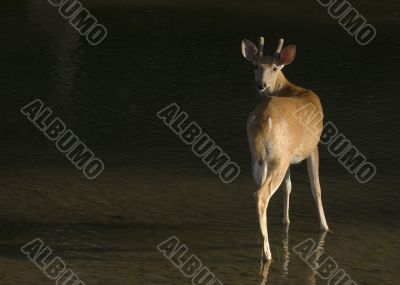 Buck Whitetail Deer (Odocoileus virginianus)