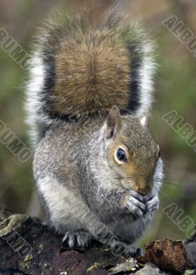 Grey Squirrel (Sciurus carolinensis)