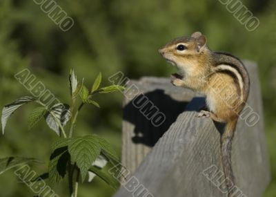 Eastern Chipmunk (Tamias striatus)