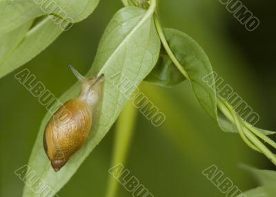 Garden Snail (Helix aspersa)