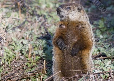 Groundhog (Marmota monax)