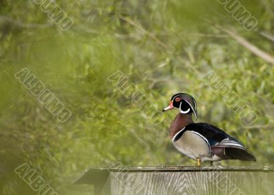 Wood Duck (Aix sponsa)