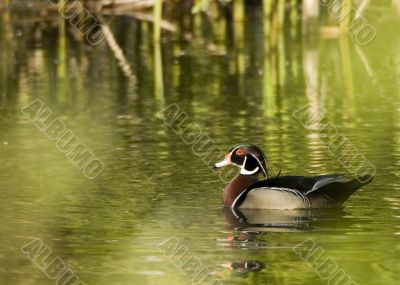 Wood Duck (Aix sponsa)