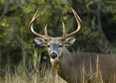 Buck Whitetail Deer (Odocoileus virginianus)