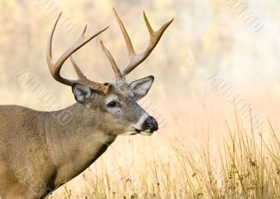 Buck Whitetail Deer (Odocoileus virginianus)