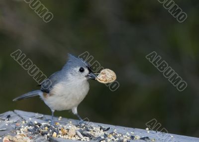 Tufted Titmouse (Parus bicolor)