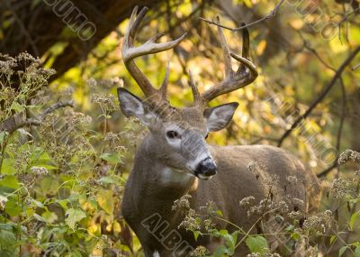 Buck Whitetail Deer (Odocoileus virginianus)