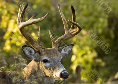 Buck Whitetail Deer (Odocoileus virginianus)