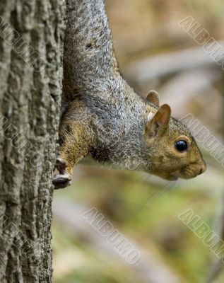 Grey Squirrel (Sciurus carolinensis)