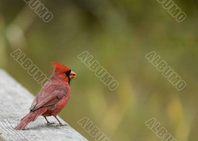 Cardinal (Cardinalis cardinalis)