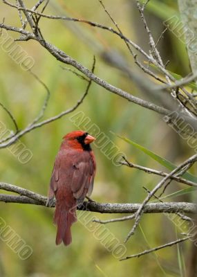 Cardinal (Cardinalis cardinalis)