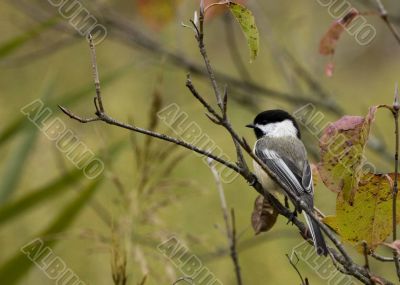 Black-capped Chickadee (Parus atricapillus)