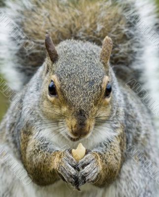 Grey Squirrel (Sciurus carolinensis)